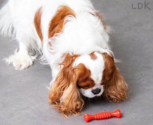 興味を示さない犬も…… 犬用おもちゃおすすめ イメージ