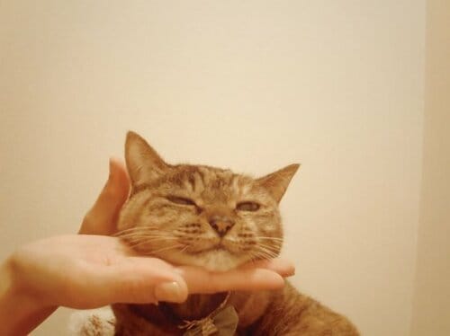 【Q9】スムーズに投薬するコツはあるの？ イメージ4