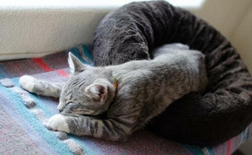 ネコの熱中症に注意！ 気軽に水が飲める環境づくりを イメージ