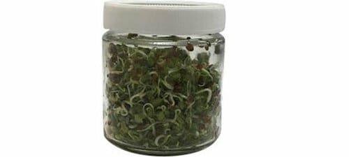 1日2回の水やりでモリモリ倍増！約9日で食べられるまでに成長 イメージ3