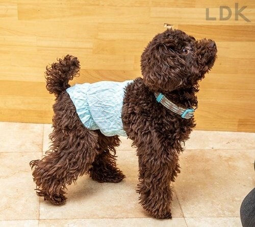 たっぷり吸収できて長時間の着用も安心 犬用おむつおすすめ イメージ2