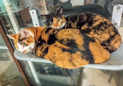 ネコが安心して日なたぼっこを楽しめる！ 猫の窓ベッドおすすめ イメージ2