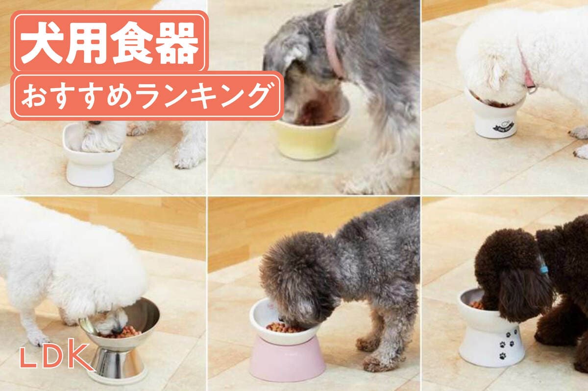 犬用食器のおすすめランキング7選。陶器製など脚付きの小型犬向け人気商品を比較