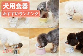 【2025年】犬用食器のおすすめランキング7選。陶器製など脚付きの小型犬向け人気商品を比較