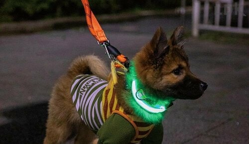 首輪として使うのはやや不安 犬のお散歩用ライトおすすめ イメージ