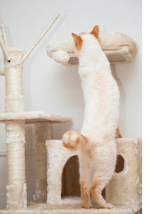 飛び乗った衝撃で本体がズレがち キャットタワーおすすめ イメージ