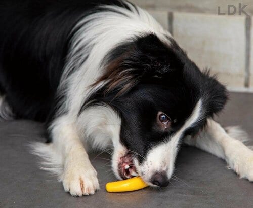 犬が噛んでいると“映える” 犬用おもちゃおすすめ イメージ