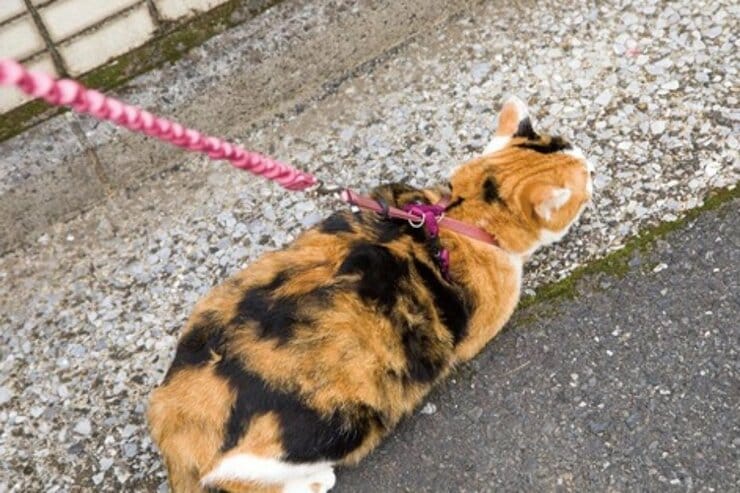猫用ハーネスのおすすめ6選。抜けない・快適な商品をLDKと獣医師が比較