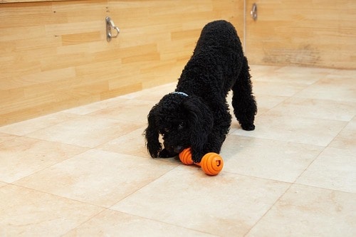 難易度が絶妙！ わんこが積極的に遊ぶ 犬用おもちゃおすすめ イメージ