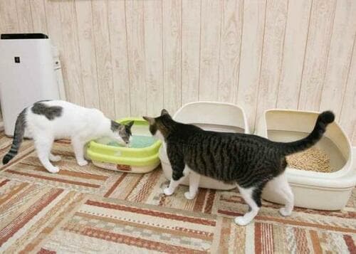 ネコに人気＆消臭力が高い！ 「ニオイをとる砂」 イメージ2