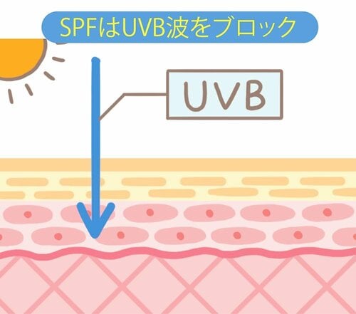 赤くなりやすい人はSPF、黒くなりやすい人はPAを重視して選んで! 日焼け止めおすすめ イメージ