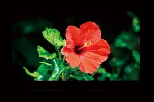 画質：階調表現は丁寧！ イメージ