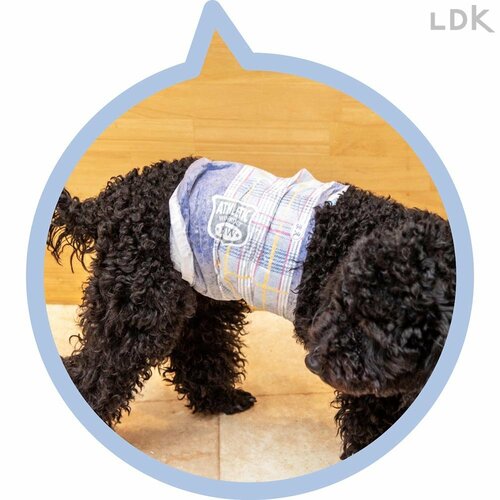 デザインがオシャレ 犬用おむつおすすめ イメージ