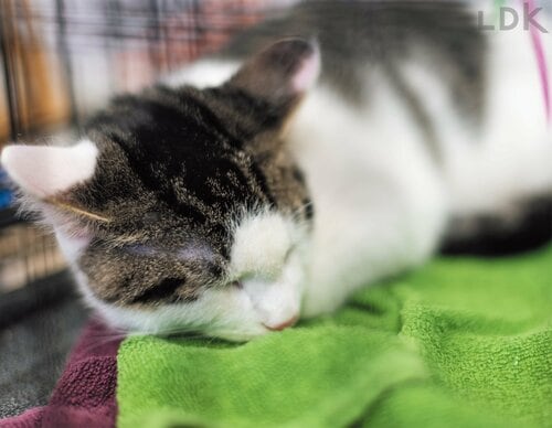 ネコの緊張緩和に役立つし冬場は寒さ対策にもなる 猫の防災グッズおすすめ イメージ