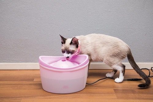 ポイント：幅広だから水を舐めやすい イメージ