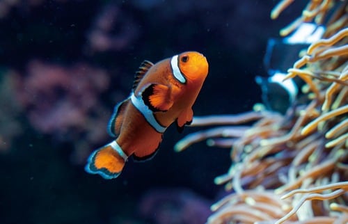 描写が超緻密なソニー「α7R Ⅲ」のボディ&レンズ イメージ4