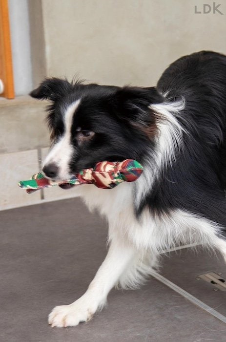 犬のテンションが上がる! 犬用おもちゃおすすめ イメージ