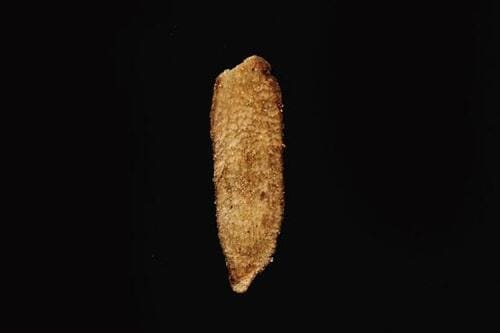 5位: UHA味覚糖 七味唐がらし味ごぼうの香りと食感が再現され旨い 辛いお菓子おすすめ イメージ2