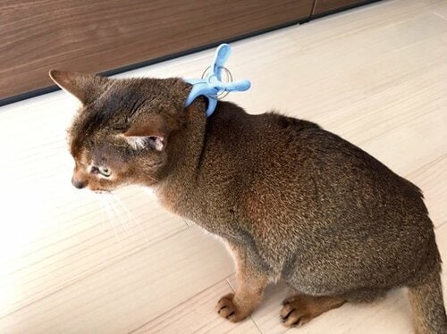 【Q4】爪切りをしようとすると暴れてしまうんだけど…… イメージ2