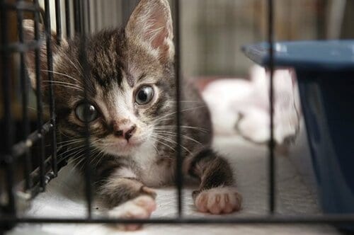 【Q2】冬はコタツや電気マットを用意したほうが良い？ イメージ