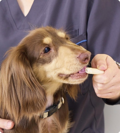 サラッとしていて手がベタつかない 犬用おやつおすすめ イメージ
