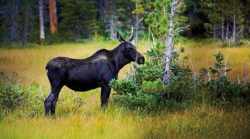 パナソニック「VIERA JZ2000」5