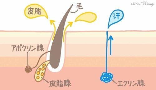 “汗っかきだから脂性肌”ではありません! 脂性肌を救い隊おすすめ イメージ
