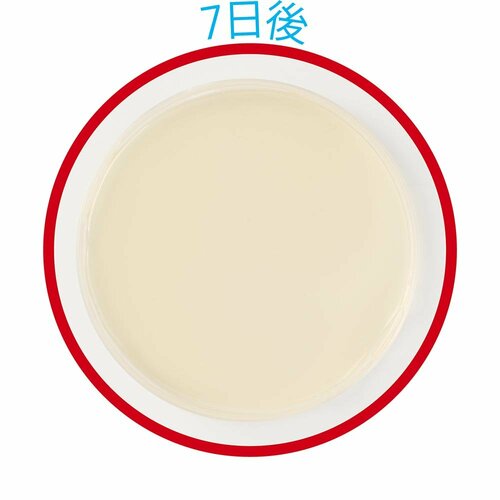 7日後 防カビ剤おすすめ イメージ