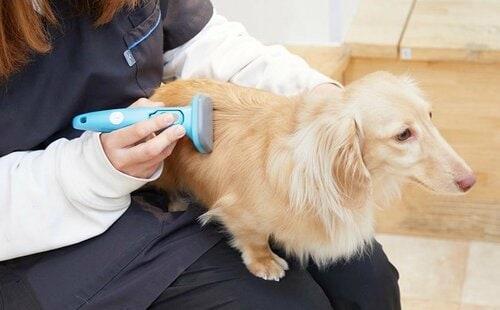 よく毛が取れる犬用ブラシが欲しい！ 犬用ブラシおすすめ イメージ