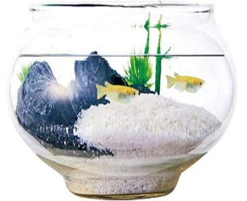 机の上にも置いておける小型がウリのカワイイ水槽 イメージ6