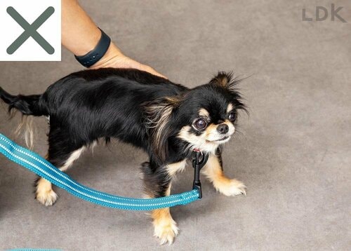 小型犬の場合 犬用リードおすすめ イメージ3