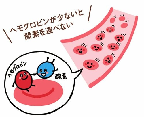 鉄分は全身に酸素を届けるヘモグロビンの材料となる 鉄分ドリンクおすすめ イメージ