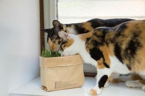 無印良品「猫草栽培セット 2個入り」2