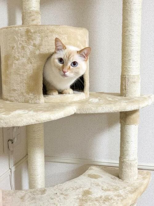 チェック1：猫の人気度 イメージ