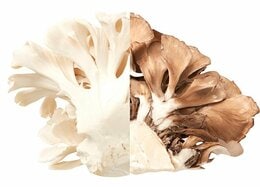 知ってる？ 白いマイタケと茶色いマイタケ、栄養たっぷりなのは…<br />