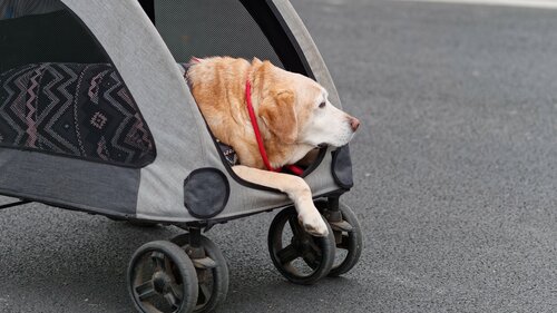 メリット２：シニア犬のお散歩をサポート  小型犬向けペットカートおすすめ イメージ