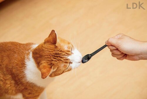 選び方3:嫌がりにくさ 猫用歯磨き粉おすすめ イメージ