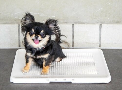 イタズラがされにくい 犬用トイレトレーおすすめ イメージ2
