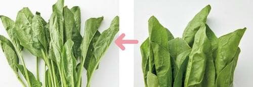 5日後の保存力はダントツ イメージ