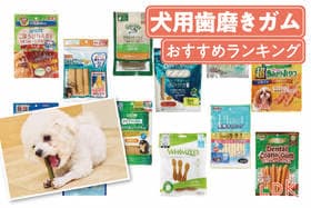犬用歯磨きガムのおすすめランキング。市販で買える人気商品を比較