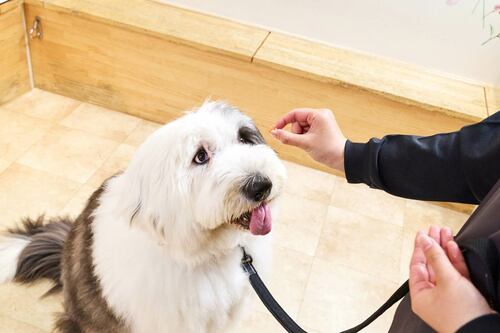 愛犬に安心して与えられるおやつがほしい! 犬用おやつおすすめ イメージ