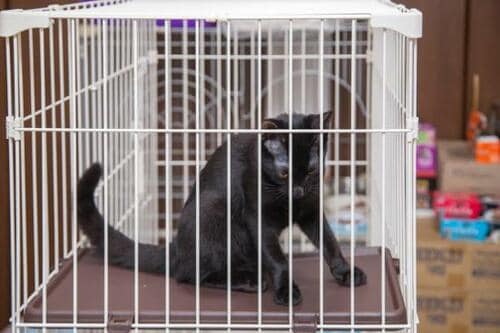 D評価: ステップのたわみが気になる……マルカンのキャットフレンドルーム