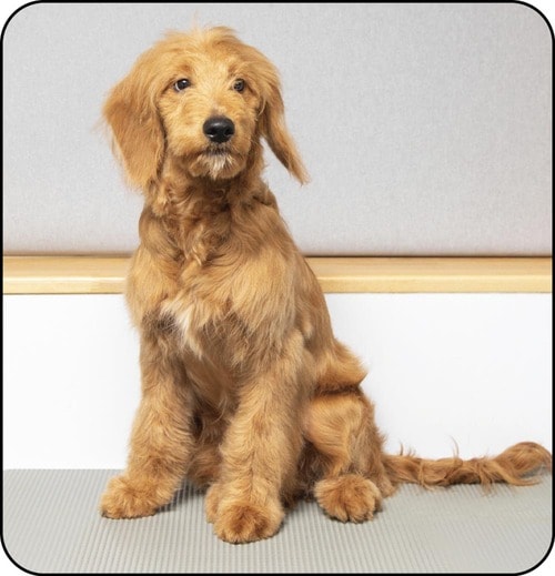 テスト3：仕上がり 犬用シャンプーおすすめ イメージ