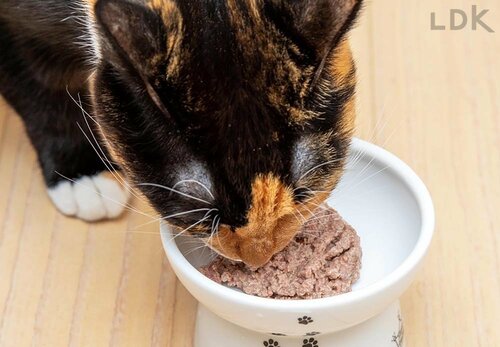 キャットフードはおいしさも重要! 猫用ドライフードおすすめ イメージ
