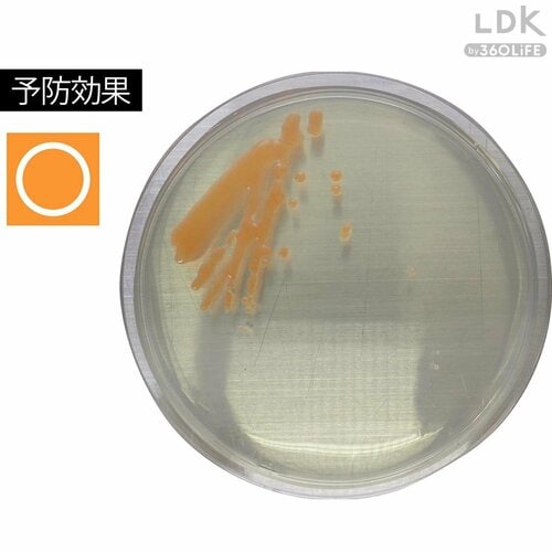 やや菌が繁殖した お風呂掃除用洗剤おすすめ イメージ
