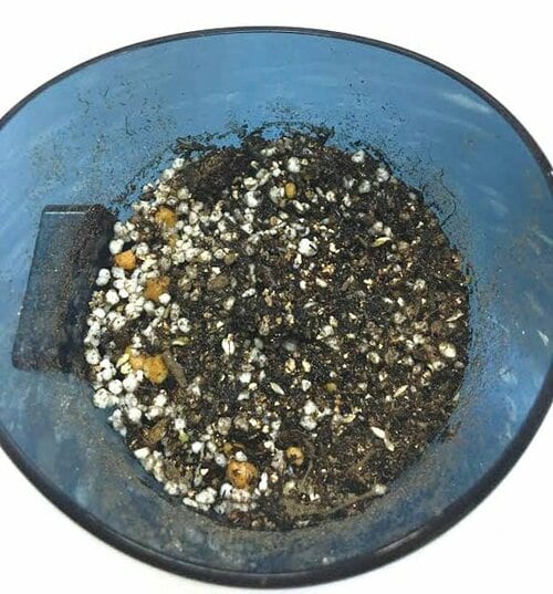 ポイント2：腐葉土を入れて薄く土をかぶせるだけでOK イメージ2