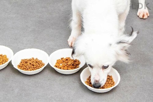 脇目もふらず食べる子も ドッグフードおすすめ イメージ