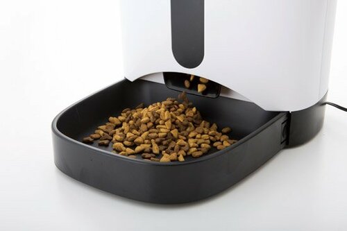 うちのコでも大丈夫？案外あっという間に慣れます イメージ