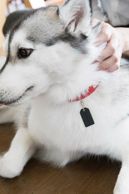 超スリムサイズで装着感良好愛犬が嫌がらないのも嬉しい イメージ2