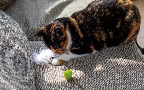 ▼テスト結果 猫用おもちゃおすすめ イメージ